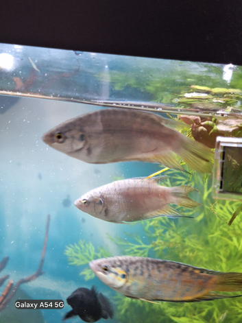 30 fish ready to go from 5 pounds