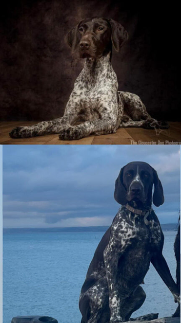 German shorthaired pointers 3 girls & 3 boys
