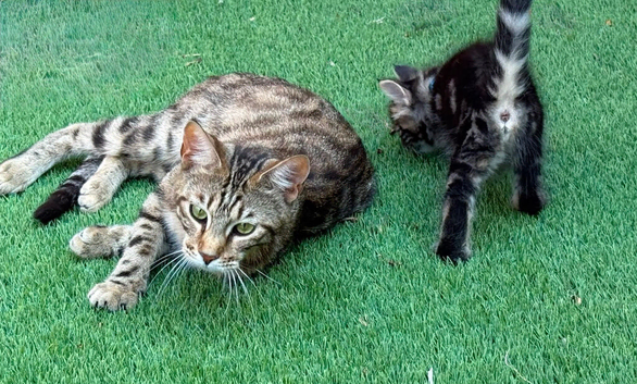 Bengal X Maine coon Kittens