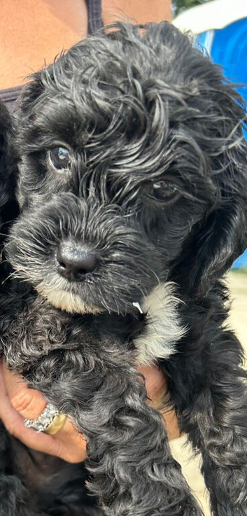 2 Beautiful Black Cockapoos Puppies