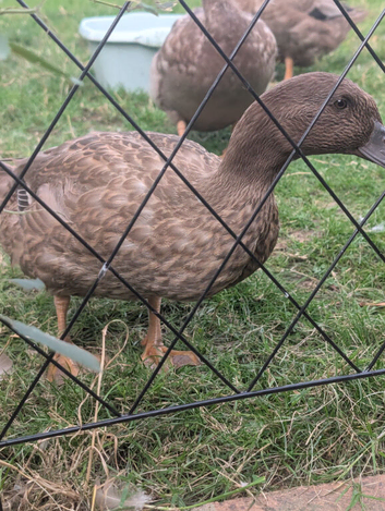 Female khaki campbell 3 months old