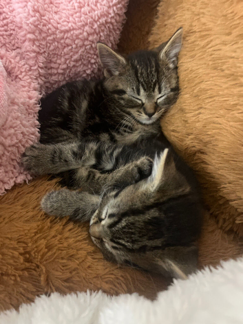 Kitten