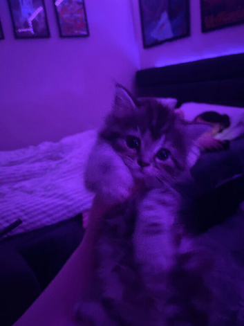 1 kitten