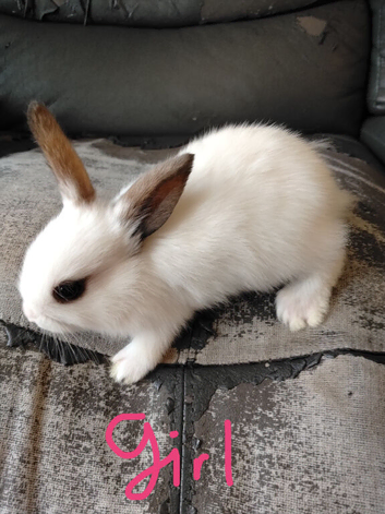 Baby bunny rabbits for sale