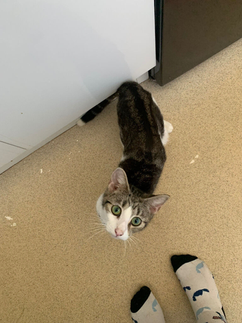 Tabby and white kitten