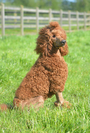 Beautiful Red Labradoodle puppies
