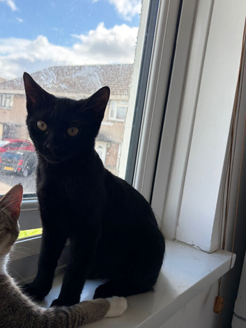 Male kitten