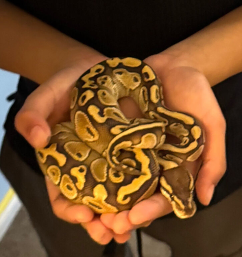 Butter-belly ball python and full set up