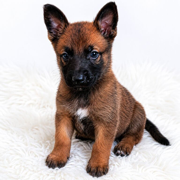 BELGIAN SHEPHERD PUPPIES FOR SALE