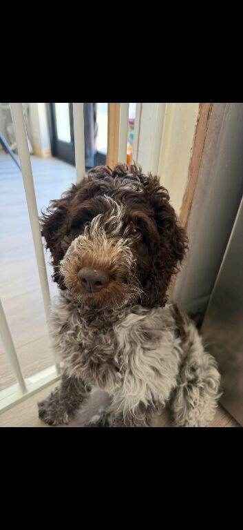 Cockapoo