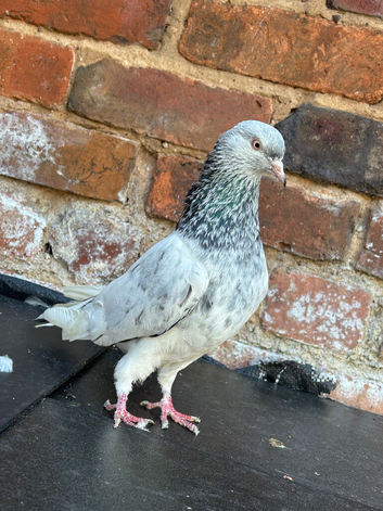Pakistani pigeon