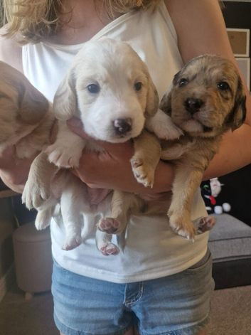 Beautiful Poogle Pups