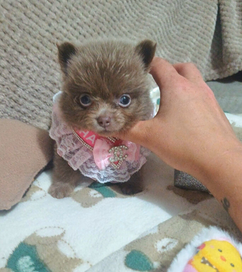 Amazing lilac girls russian line pomeranians
