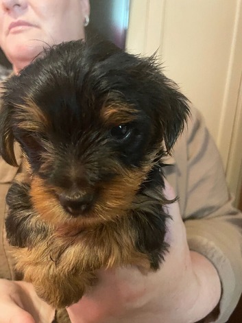 Yorkshire puppies
