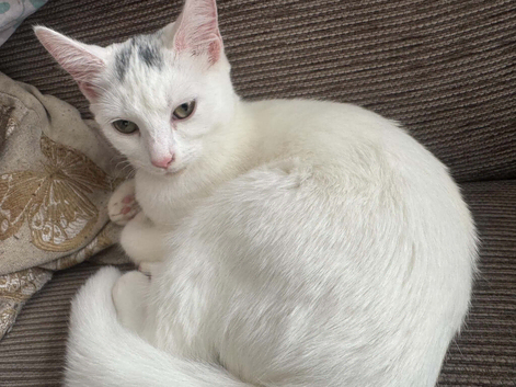 White Female