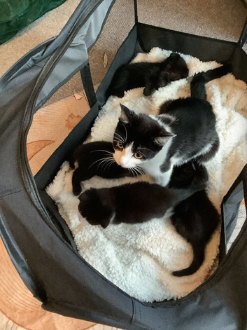 Scottish fold last male quick sale hense price