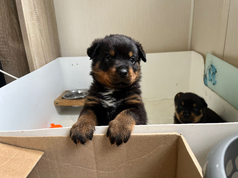Stunning Rotti pups