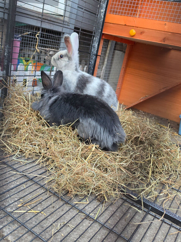 1 stripey female rex
