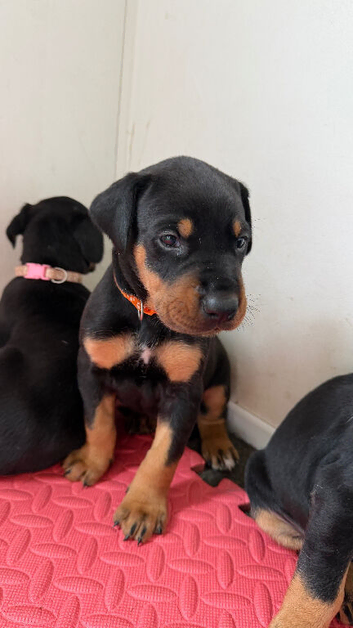 Stunning Dobermann X Huntaway Puppies