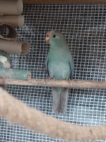 Three Kakariki siblings