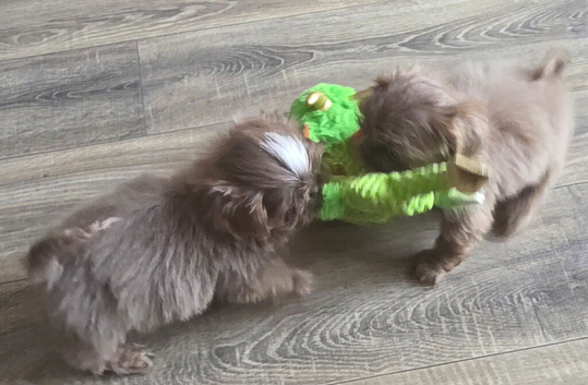 Stunning imperial Shih Tzu puppies ready now, offers considered for right homes