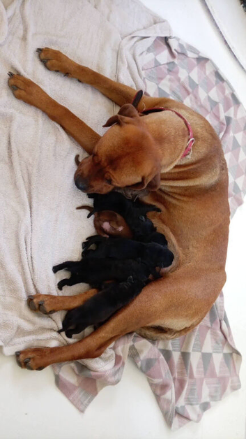 Boerboel cross puppies