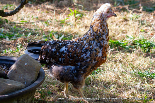 SWEDISH FLOWER HEN - VARIOUS PULLETS - RARE LANDRACE BREED