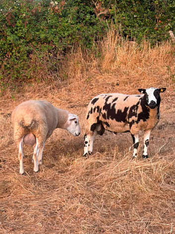 2 very nice young rams available. Dutch spotted and texel cross