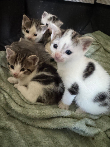 5 Kittens For Sale - Ready 14th may