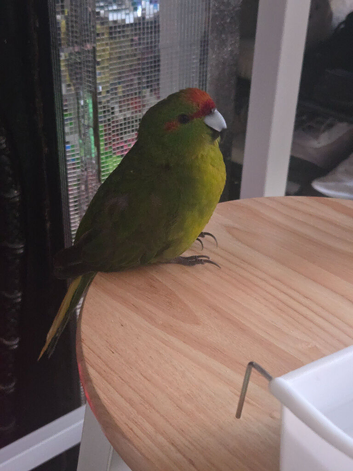 Kakariki male