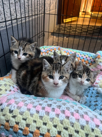 4 Kittens looking for their forever homes