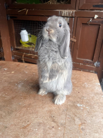 lilac otter miniature lop does