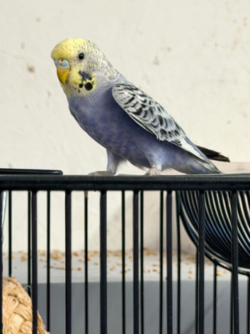 For sale aviary budgies 8 to 10 weeks old