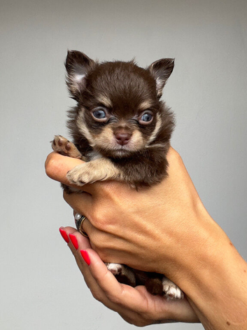 Longhaired Chihuahua puppies