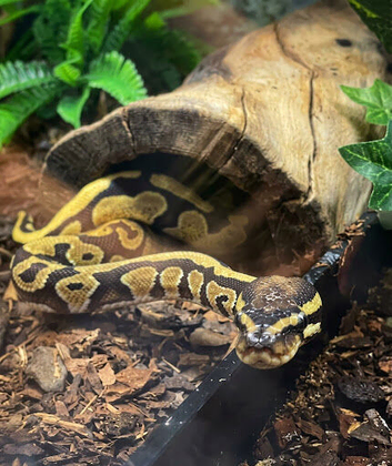 Yellowbelly (M) ball python and full set up