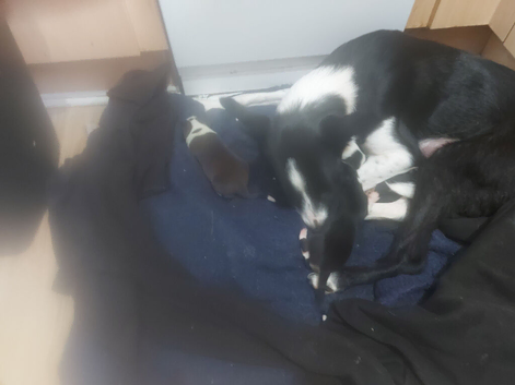 Border collie puppies for sale
