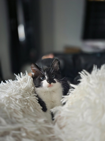 9 week old kitten