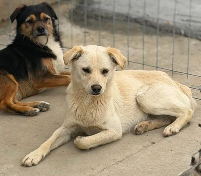 Mixed breed