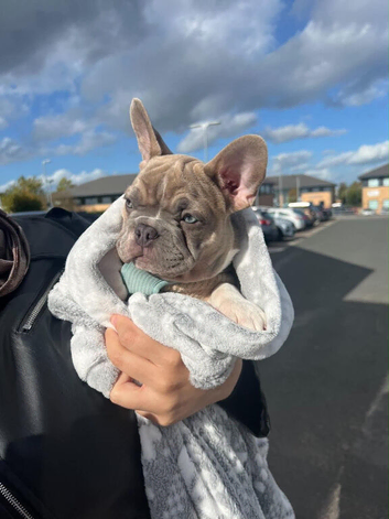 French Bulldog Puppy for Sale - Male, 12 Weeks Old