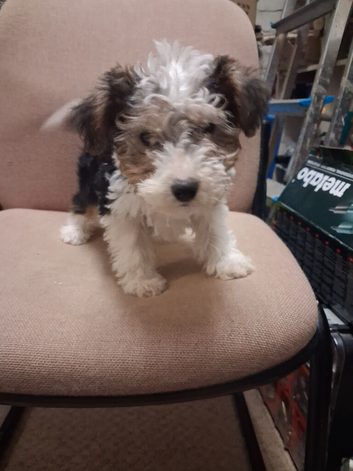 Yorkie Russell Puppies