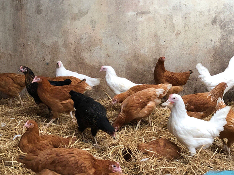 Point of lay hens
