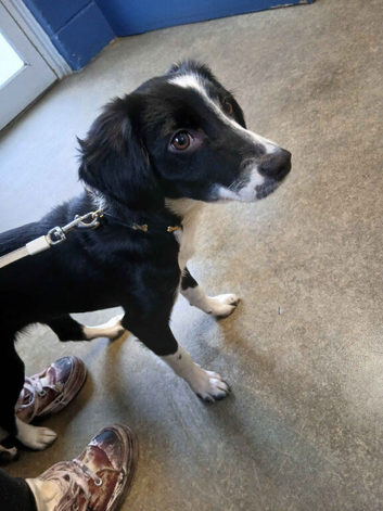 Mochi - 7 Month Old Collie/Cocker Mix Girl