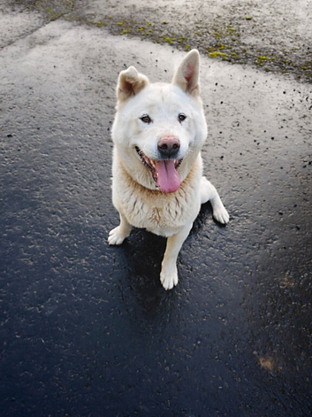 Japanese Akita