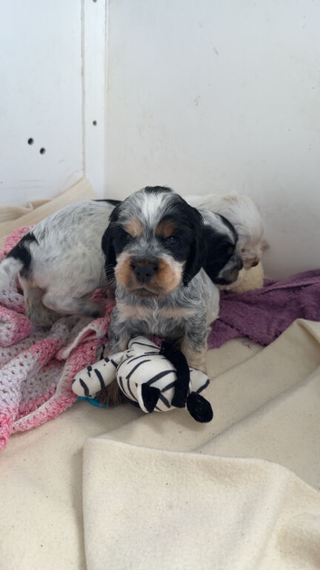 Show cocker puppies