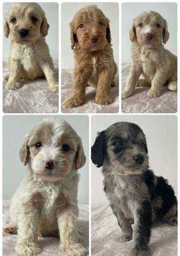F1 cockapoo puppies