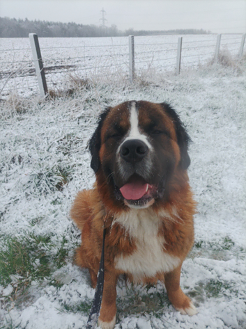 MookyPaws Dog walking