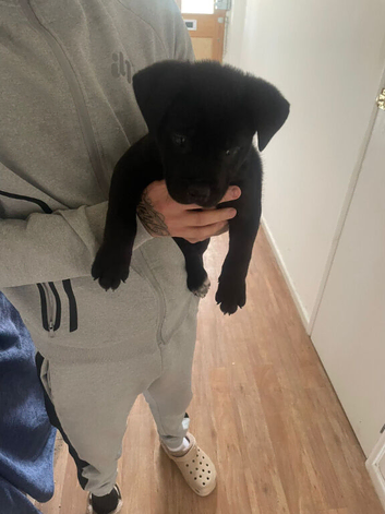Puppie