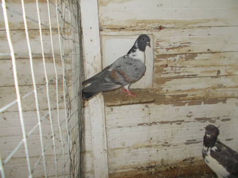 WOLVHAMTON HEN FOR SALE>.