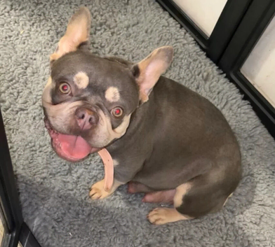 Beautiful French Bulldog