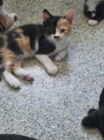 Beautiful kittens for sale